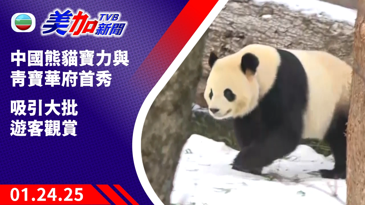 TVB 美加新聞｜中國熊貓寶力與青寶華府首秀 吸引大批遊客觀賞｜美國新聞｜2025 年 01 月 24 日
