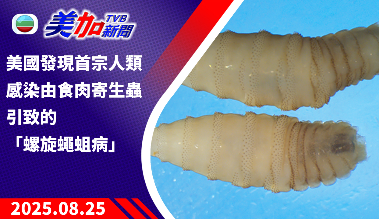 TVB 美加新聞｜美國發現首宗人類感染 由食肉寄生蟲引致的「螺旋蠅蛆病」｜美國新聞｜2025 年 8 月 25 日
