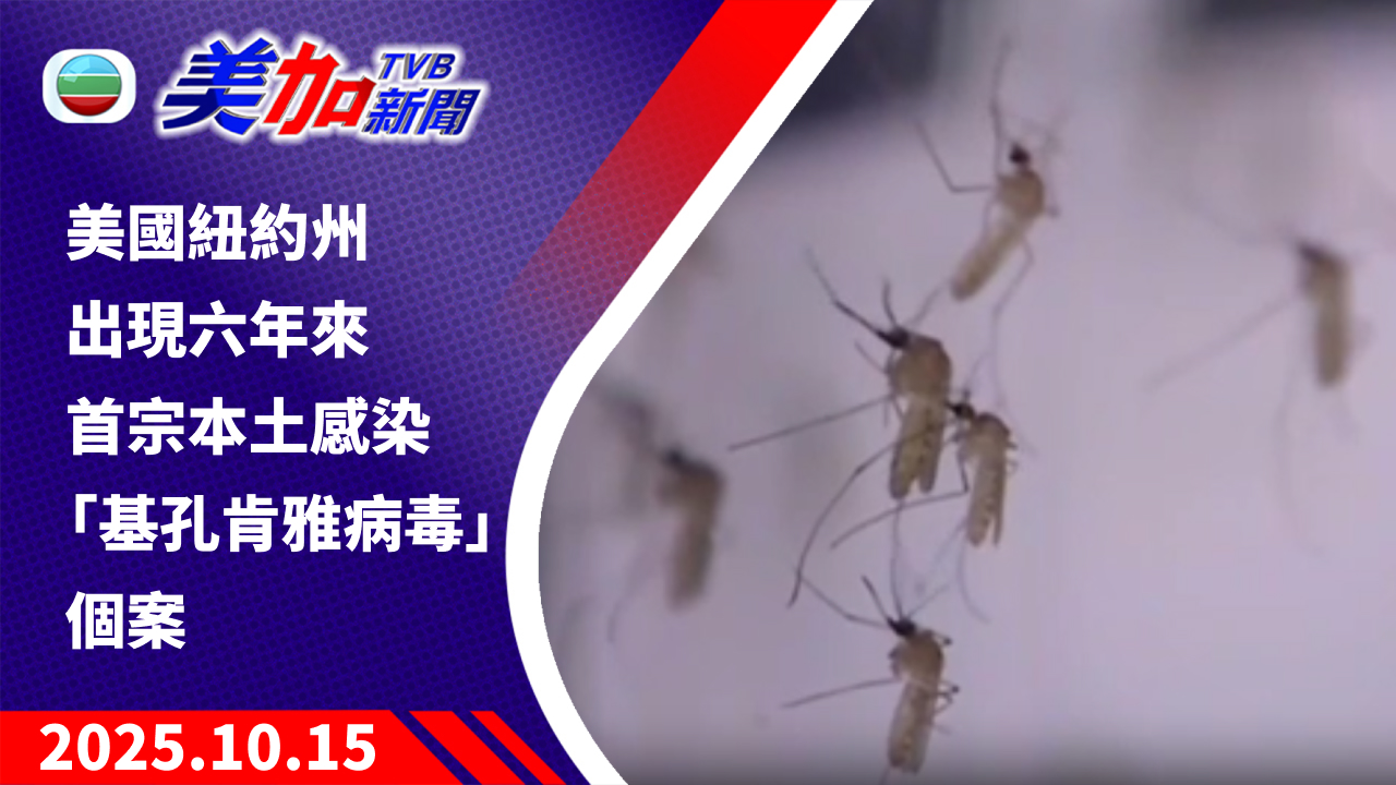 TVB 美加新聞｜美國紐約州出現六年來 首宗本土感染「基孔肯雅病毒」個案｜美國新聞｜2025 年 10 月 15 日