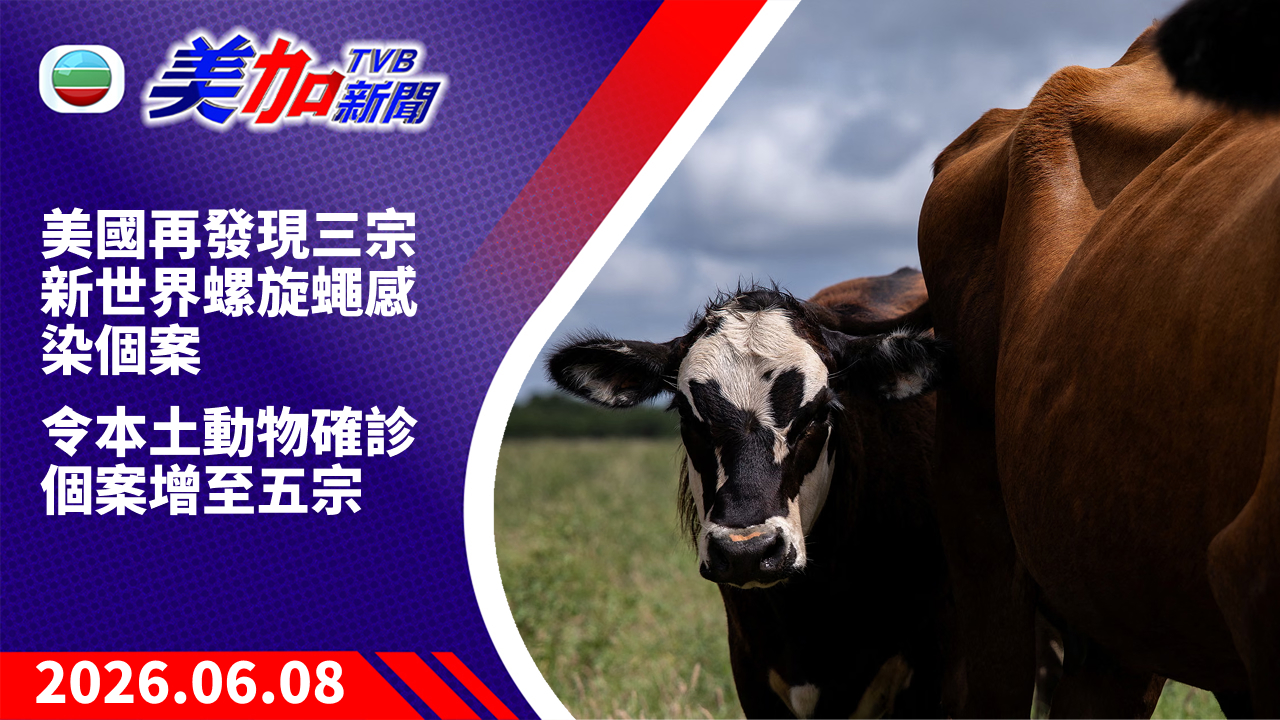 TVB 美加新聞｜美國再發現三宗新世界螺旋蠅感染個案 令本土動物確診個案增至五宗｜美國新聞｜2026 年 6 月 8 日